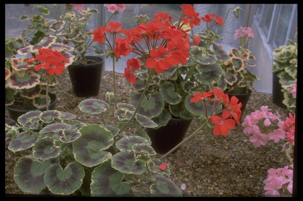 geranium 'Dolly Varden'