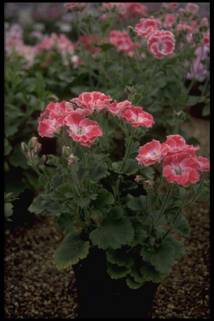 geranium 'Joy'