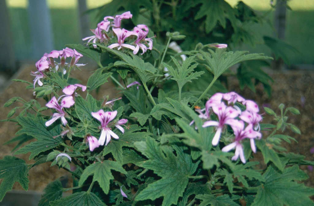 geranium 'Mabel Grey'