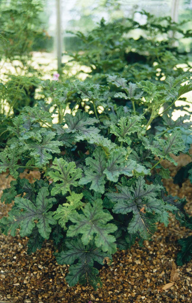 geranium 'Royal Oak'