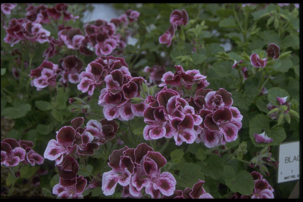 geranium 'Spanish Angel'
