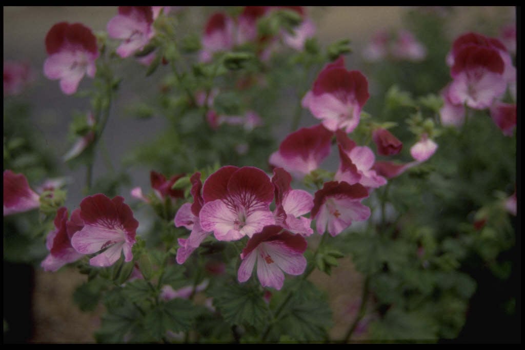 geranium 'Tip Top Duet'