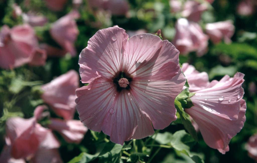 tree mallow 'Silver Cup'