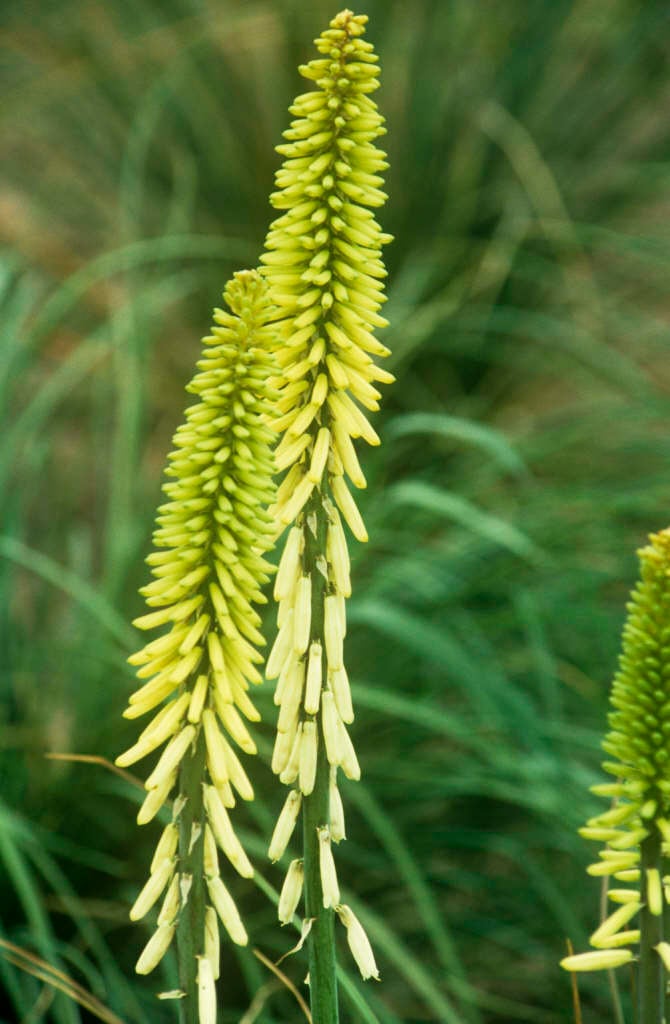 red-hot poker 'Little Maid'
