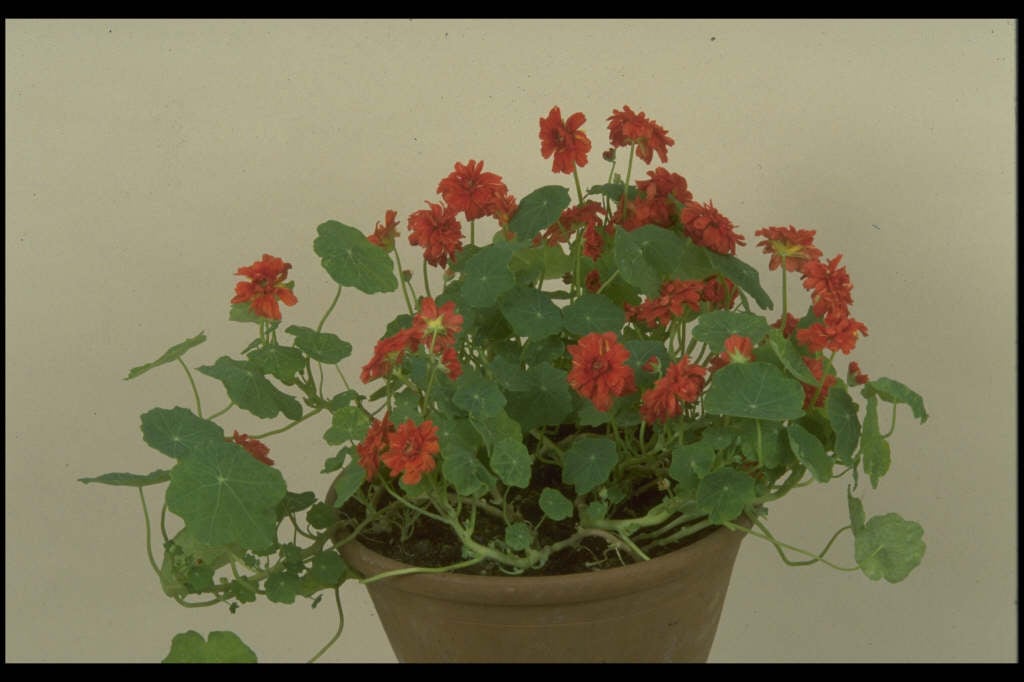 nasturtium 'Hermine Grashoff'