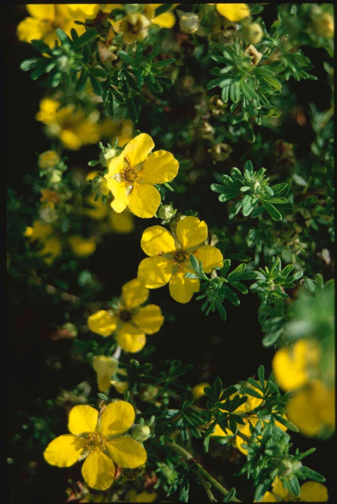 shrubby cinquefoil 'Chelsea Star'