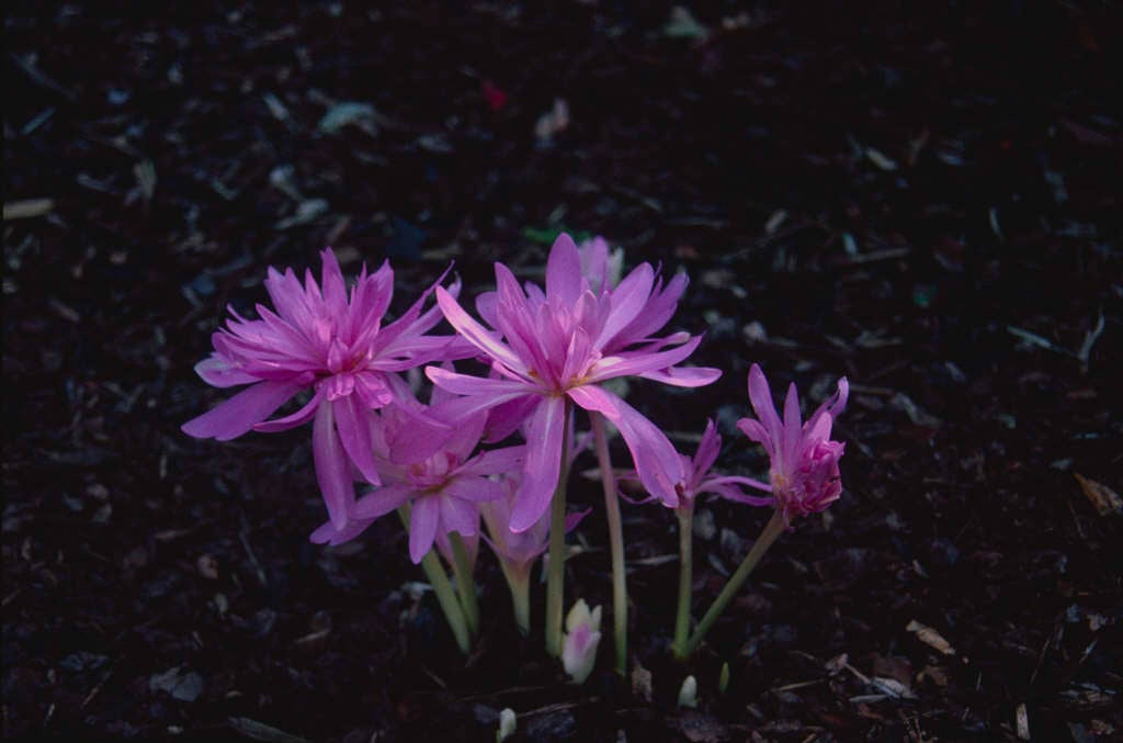 meadow saffron 'Waterlily'