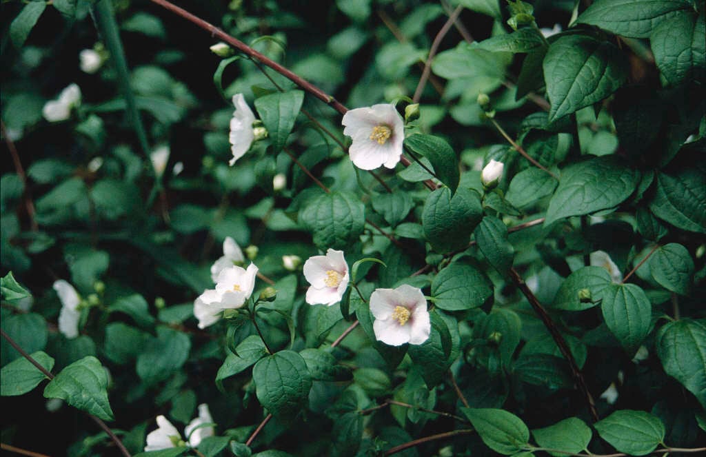 mock orange 'Sybille'