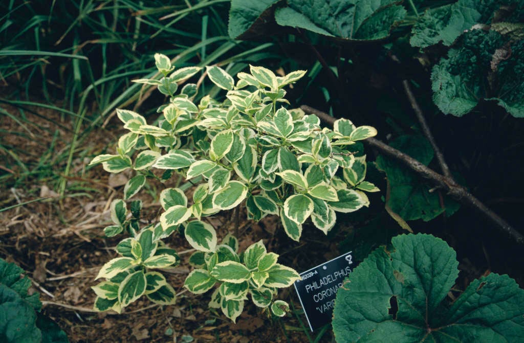 variegated mock orange