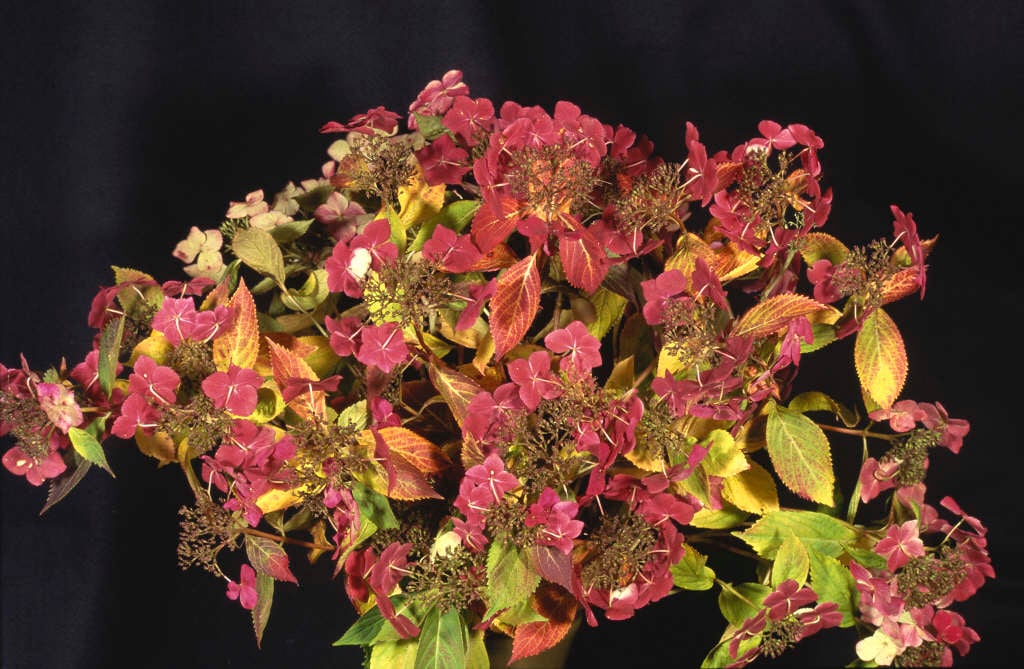 hydrangea 'Tokyo Delight'