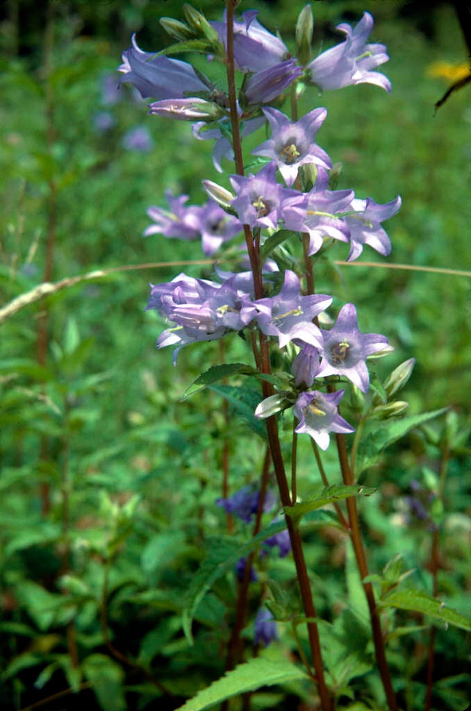nettle-leaved bellflower