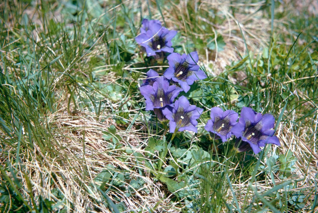 stemless gentian