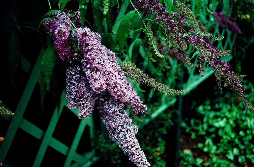 butterfly bush 'Dartmoor'