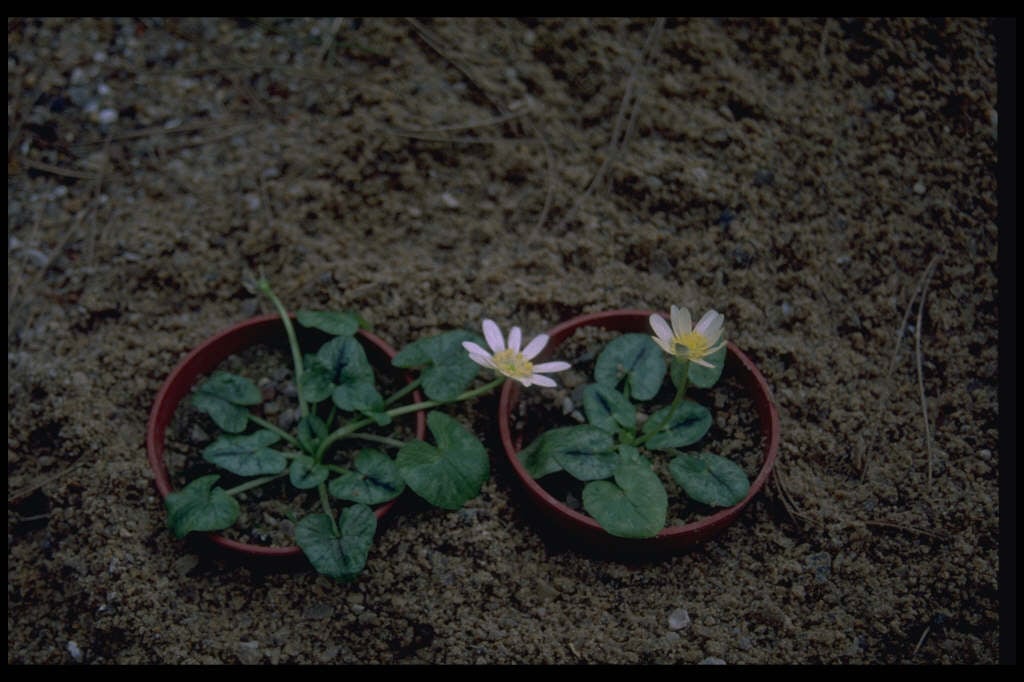 lesser celandine 'Randall's White'