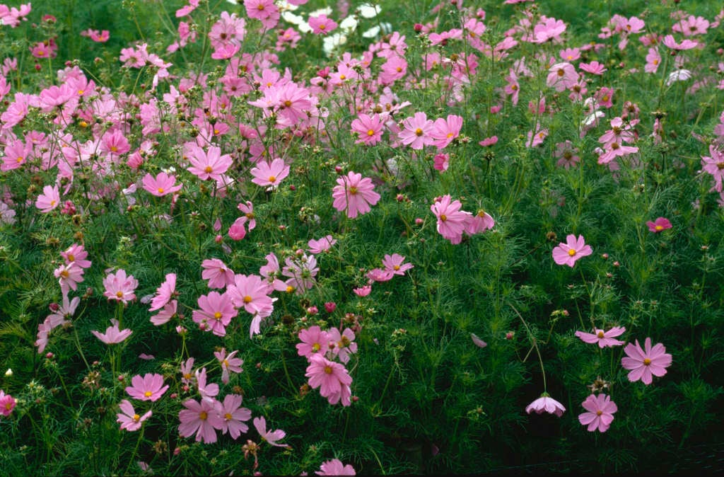 cosmea 'Sensation Pinkie'