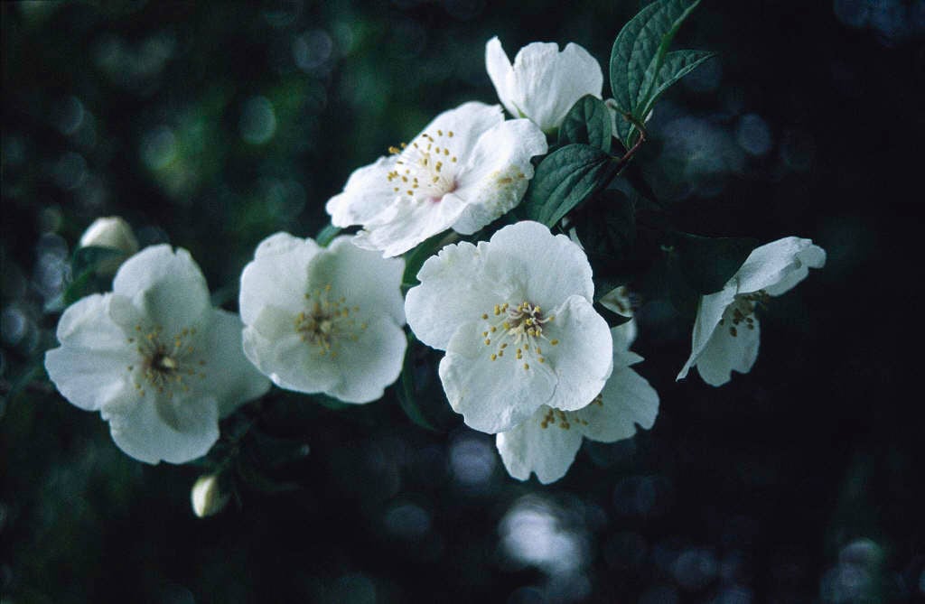 mock orange 'Beauclerk'