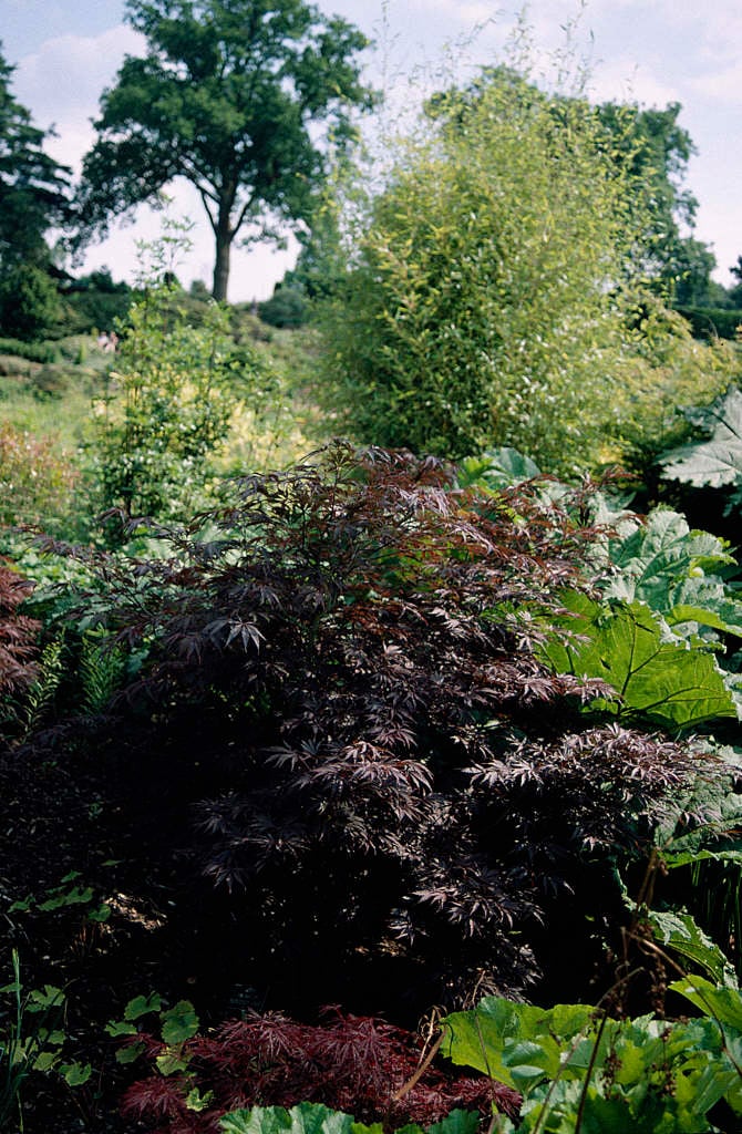 Japanese maple 'Burgundy Lace'
