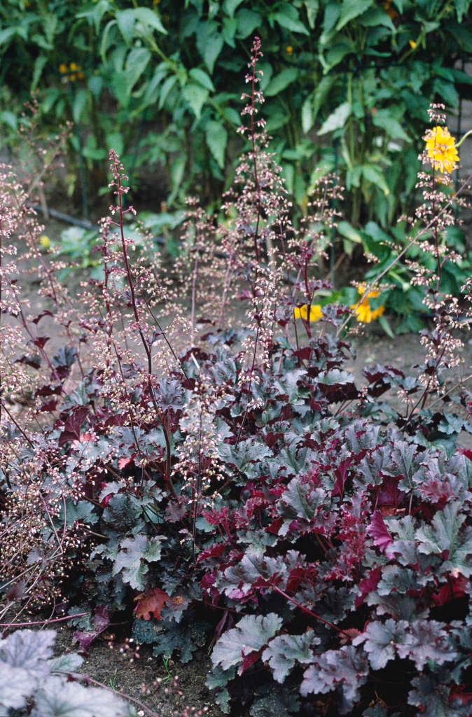 alum root 'Purple Petticoats'
