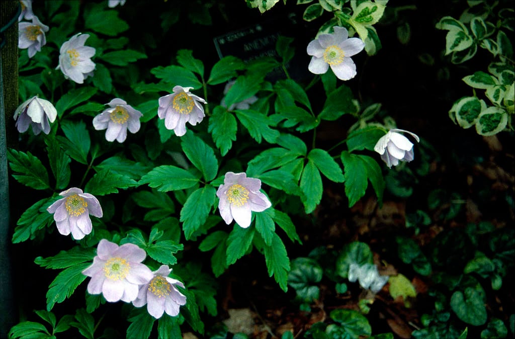wood anemone 'Allenii'