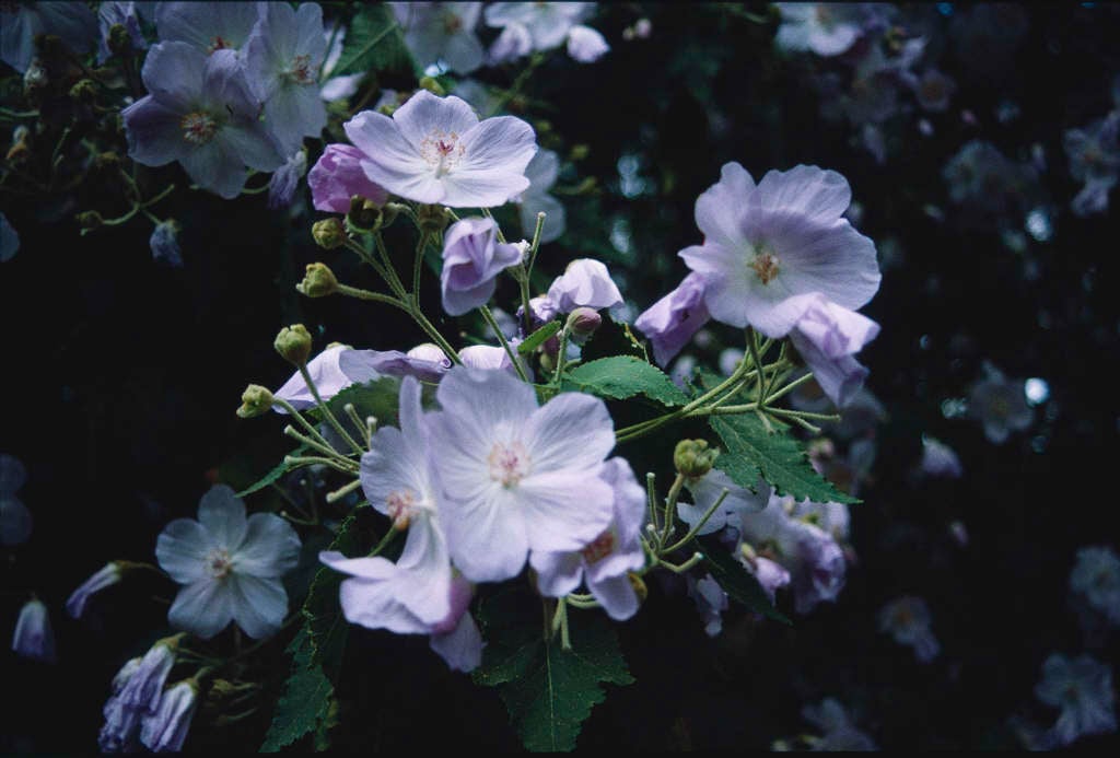 abutilon 'Veronica Tennant'