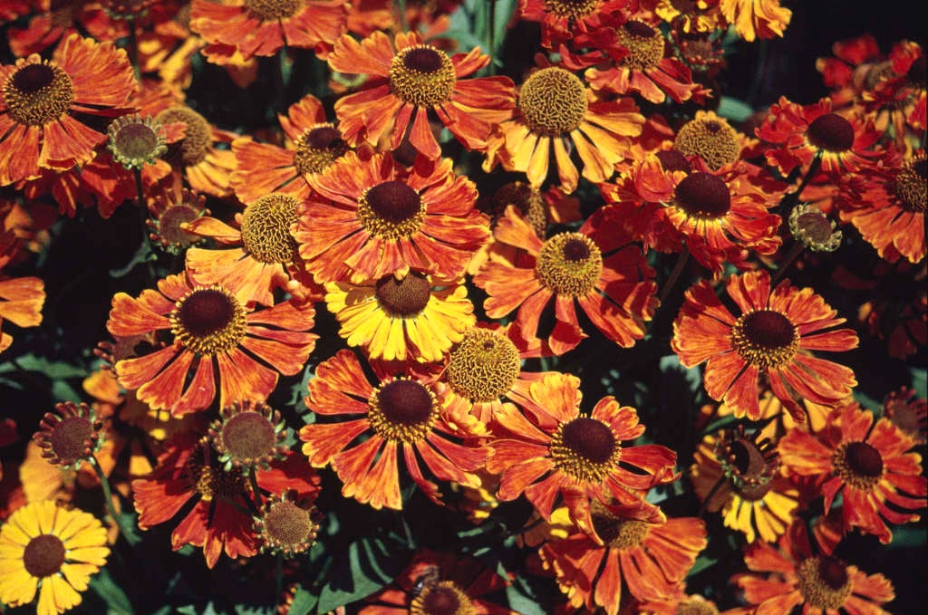 sneezeweed 'Waltraut'