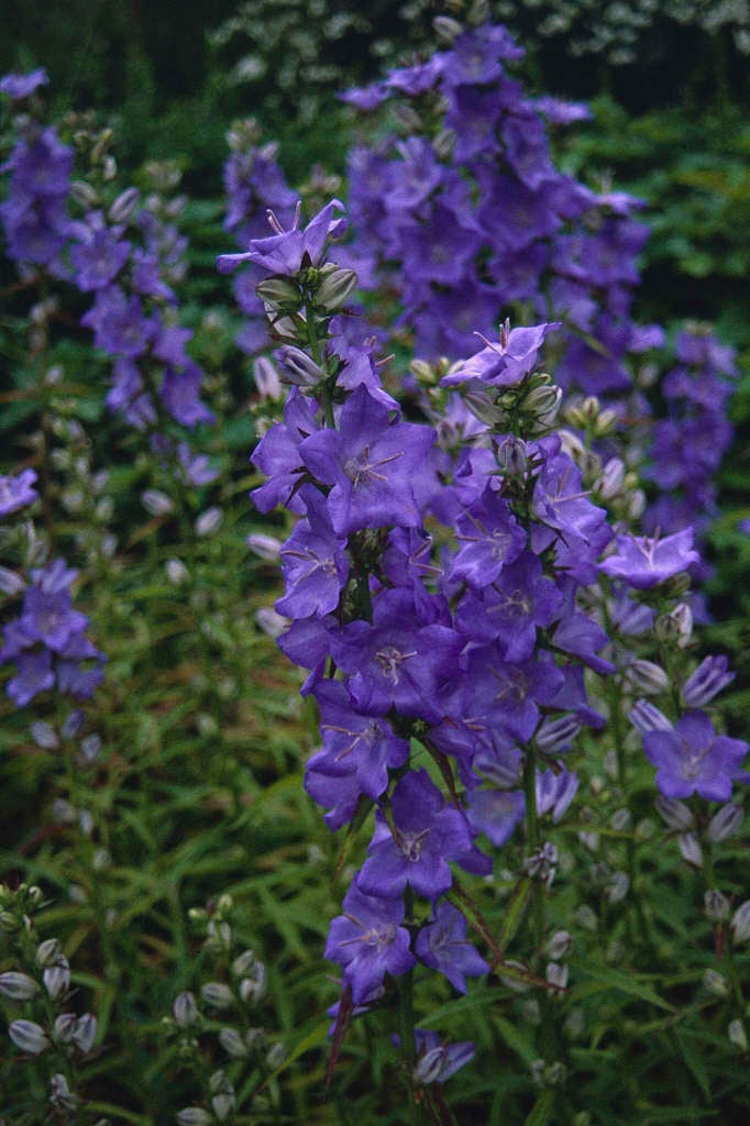 great bellflower 'Percy Piper'