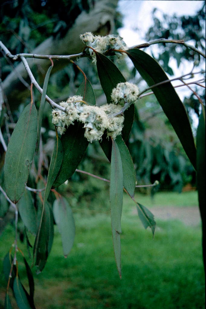 Jounama snow gum
