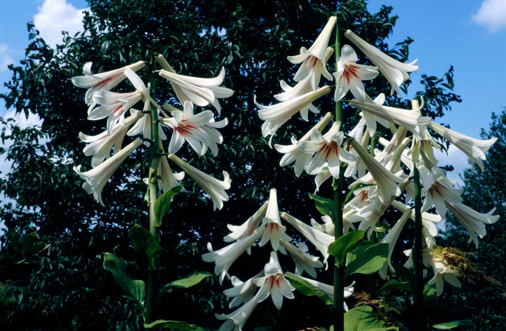 giant Himalayan lily