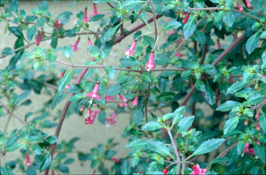 fuchsia 'Lottie Hobby'