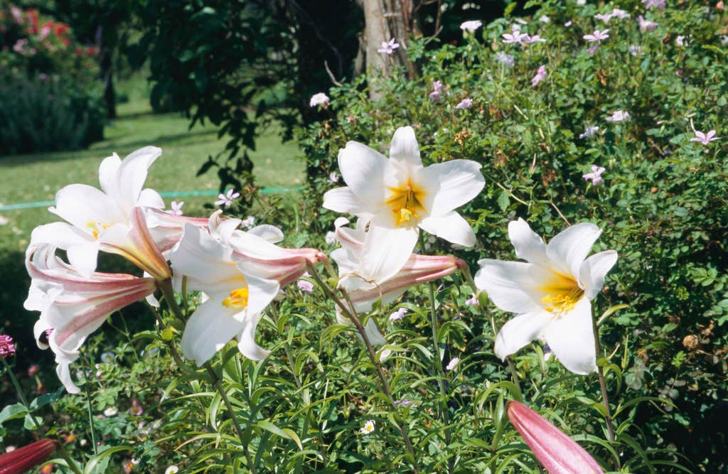 regal lily