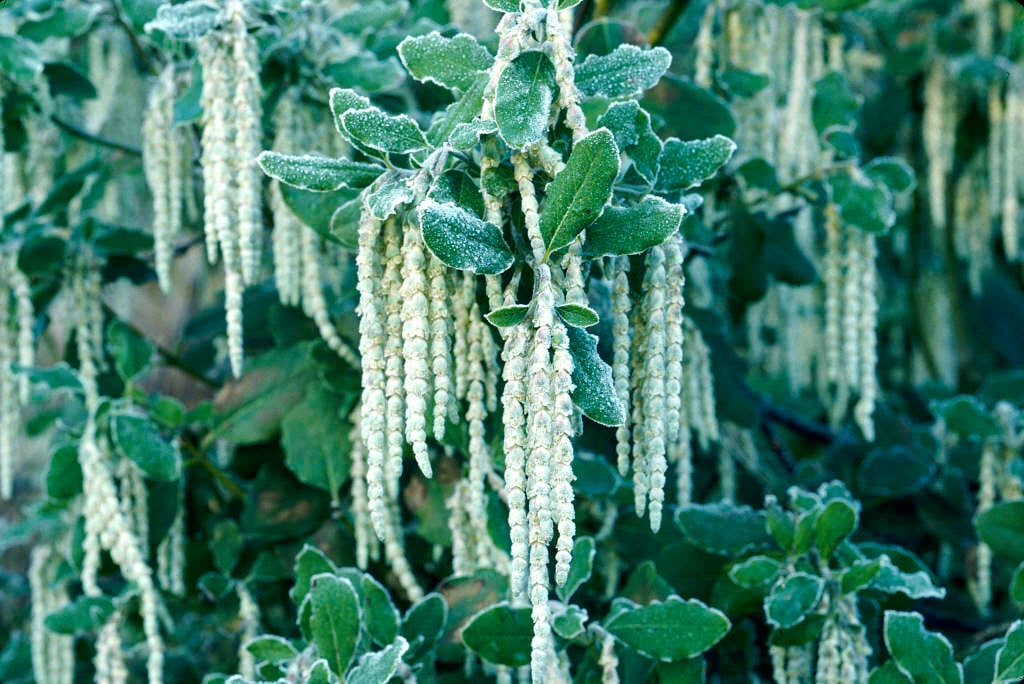 silk tassel 'James Roof'