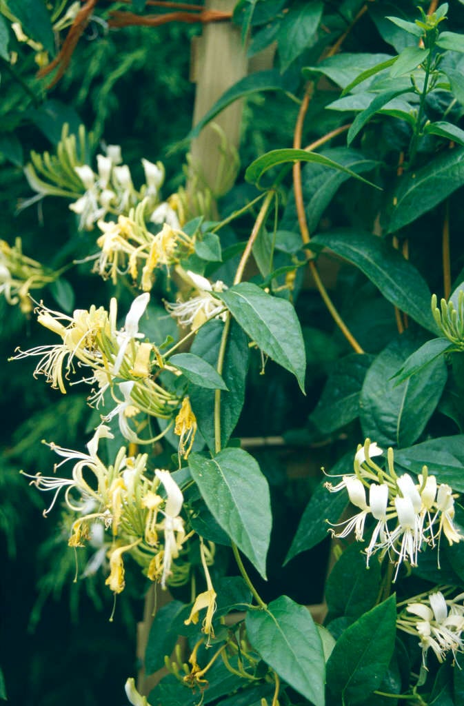 Delavay honeysuckle