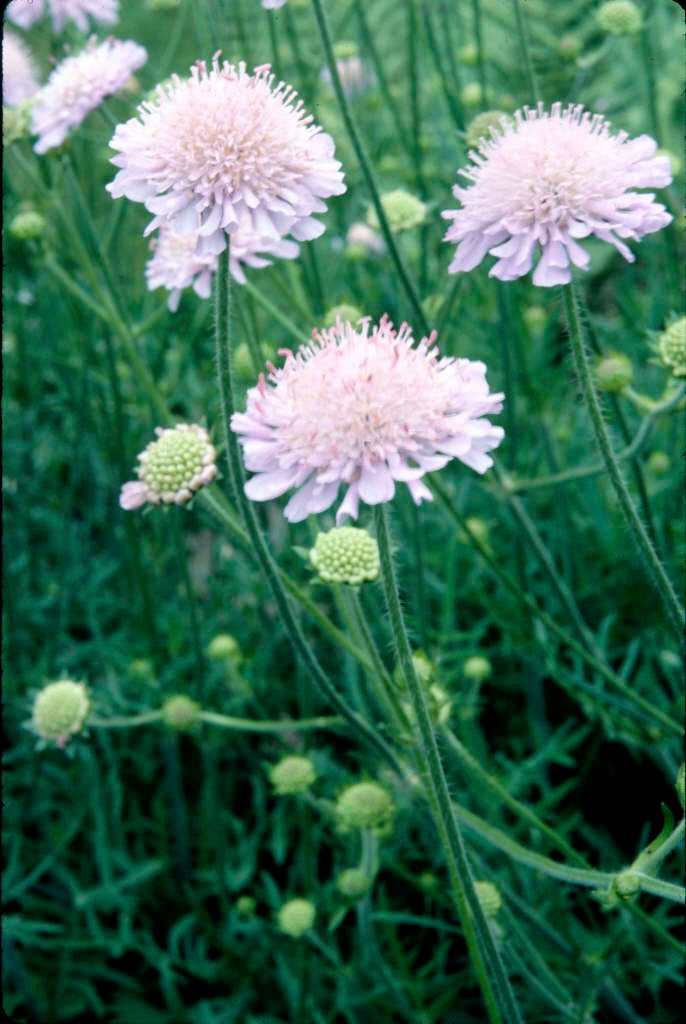 small scabious