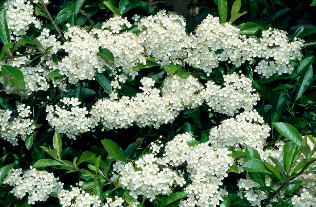 Asian firethorn