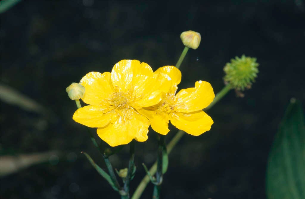 large-flowered greater spearwort
