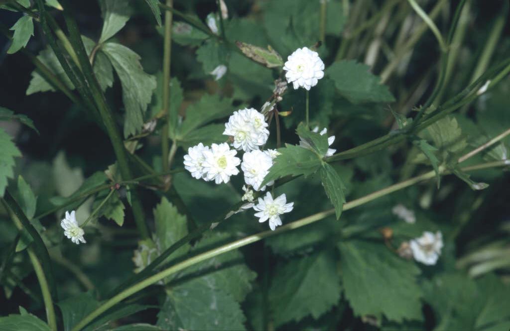 white bachelor's buttons