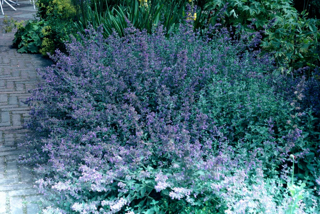 catmint 'Six Hills Giant'