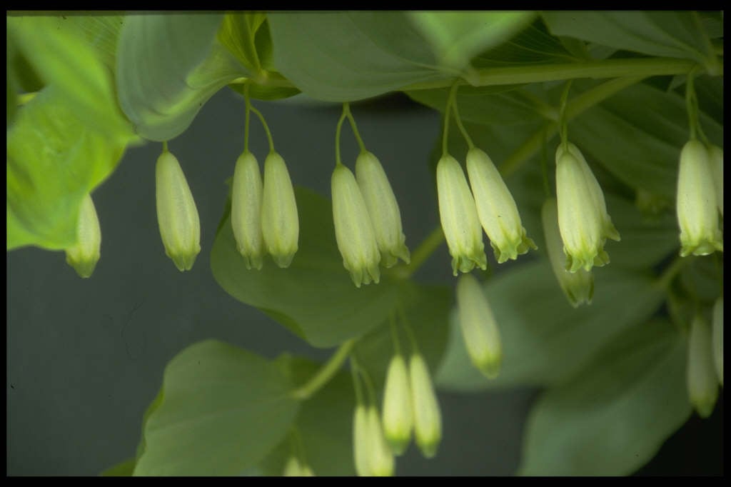 angular Solomon's seal
