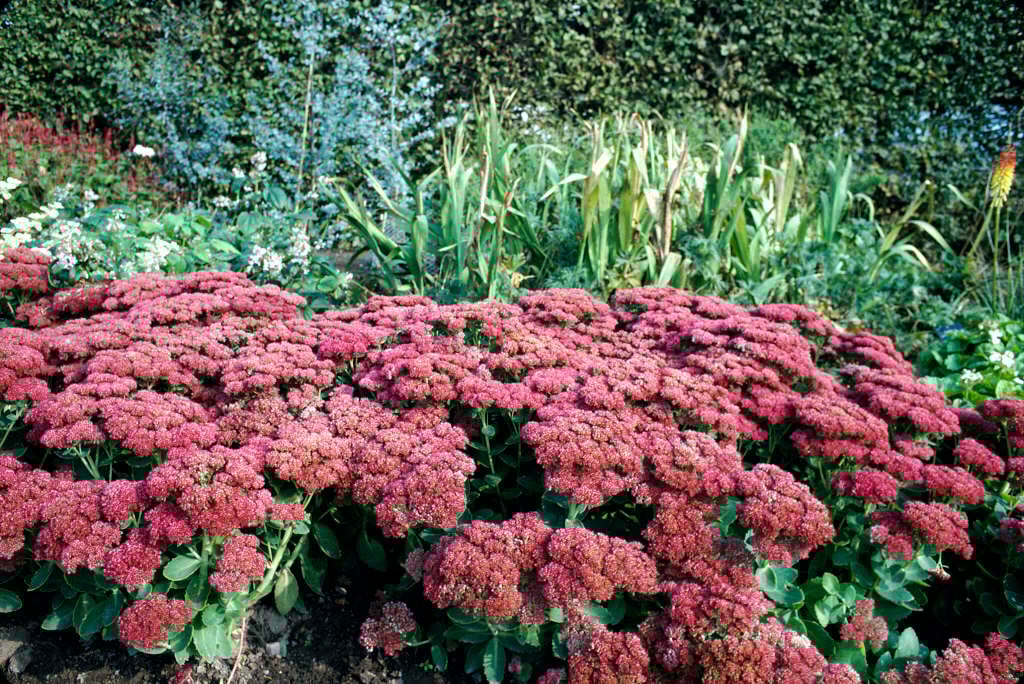 hybrid stonecrop 'Herbstfreude'