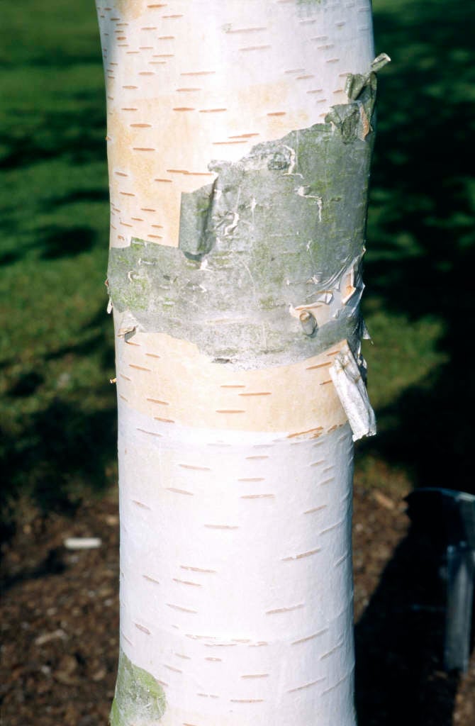 Himalayan birch 'Jermyns'