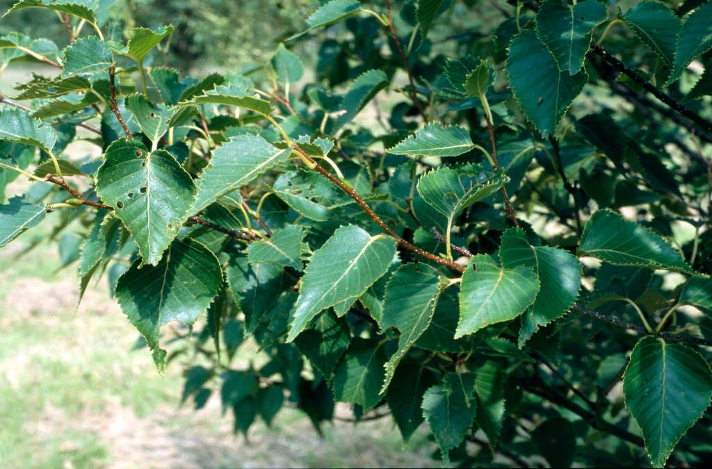 Erman's birch 'Grayswood Hill'