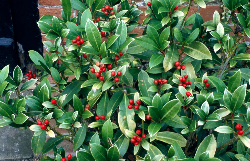 skimmia 'Nymans'