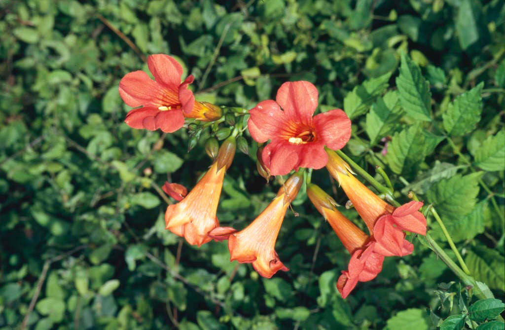 trumpet creeper 'Madame Galen'