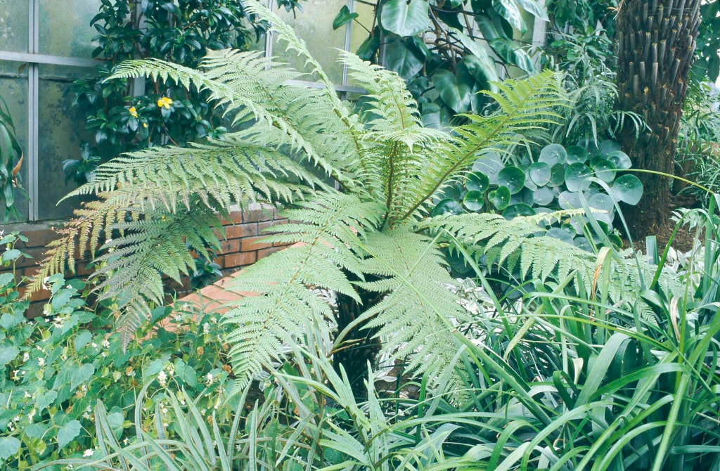 golden tree fern