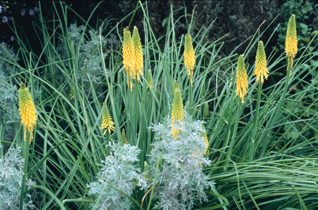 red-hot poker 'Brimstone'