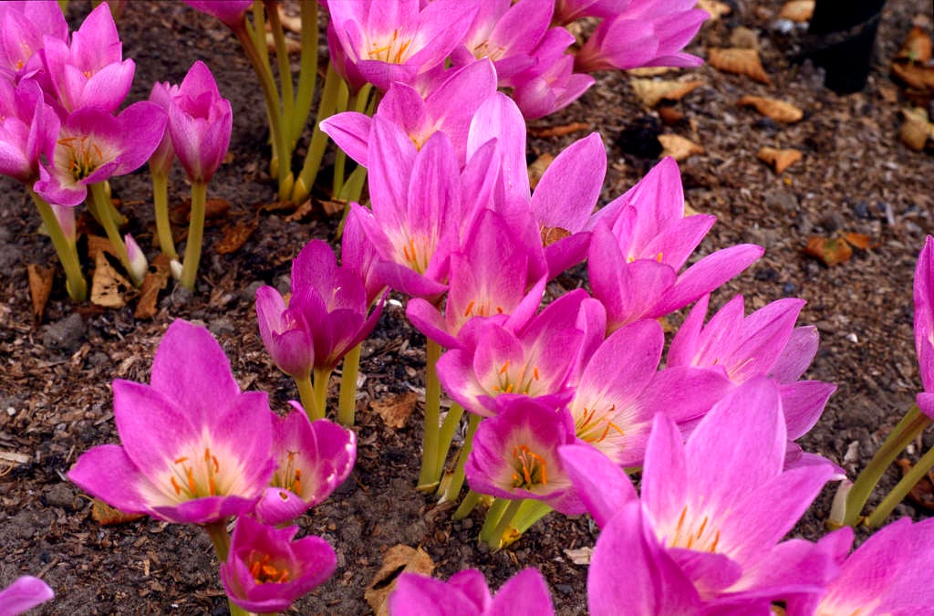 giant meadow saffron