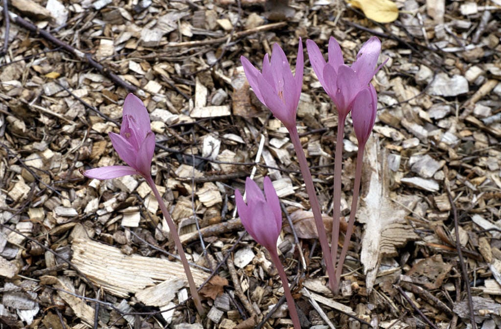 meadow saffron 'Nancy Lindsay'