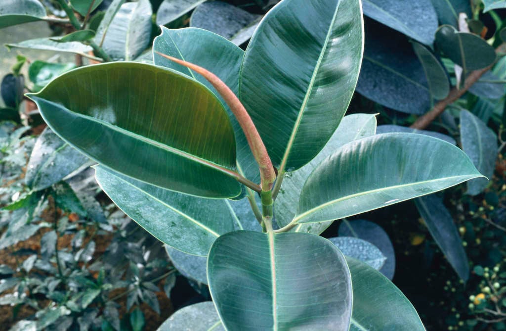 rubber plant