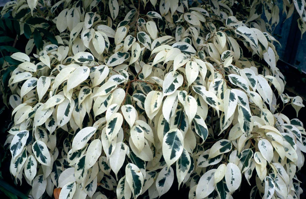 weeping fig 'Starlight'