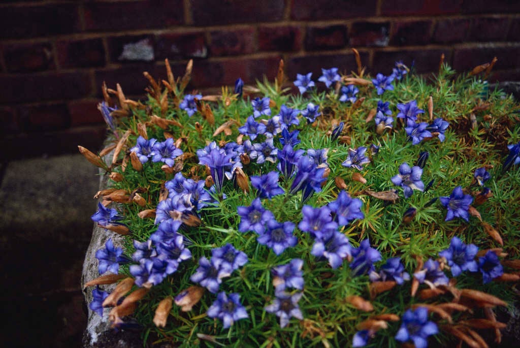 showy Chinese gentian